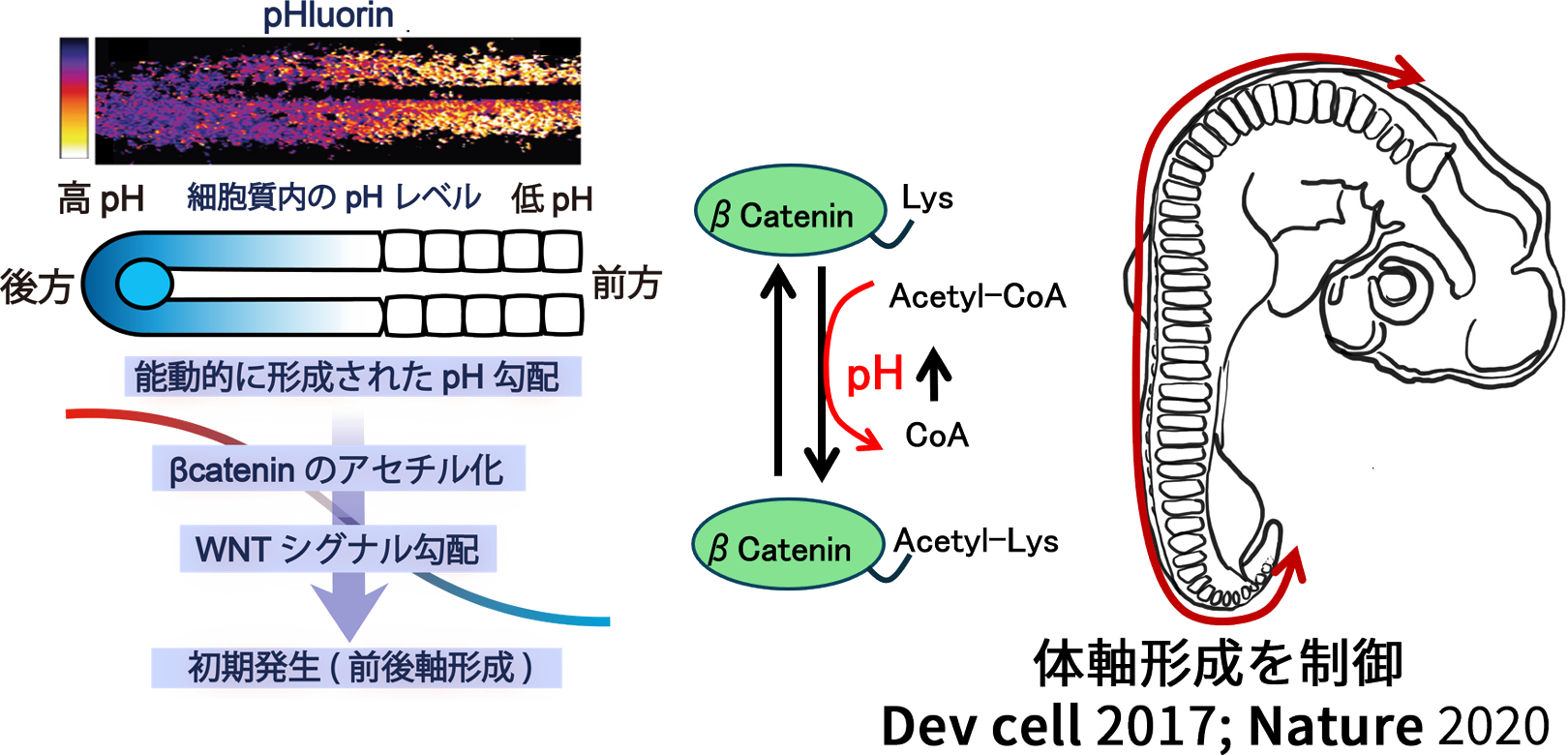 環境pHによる影響