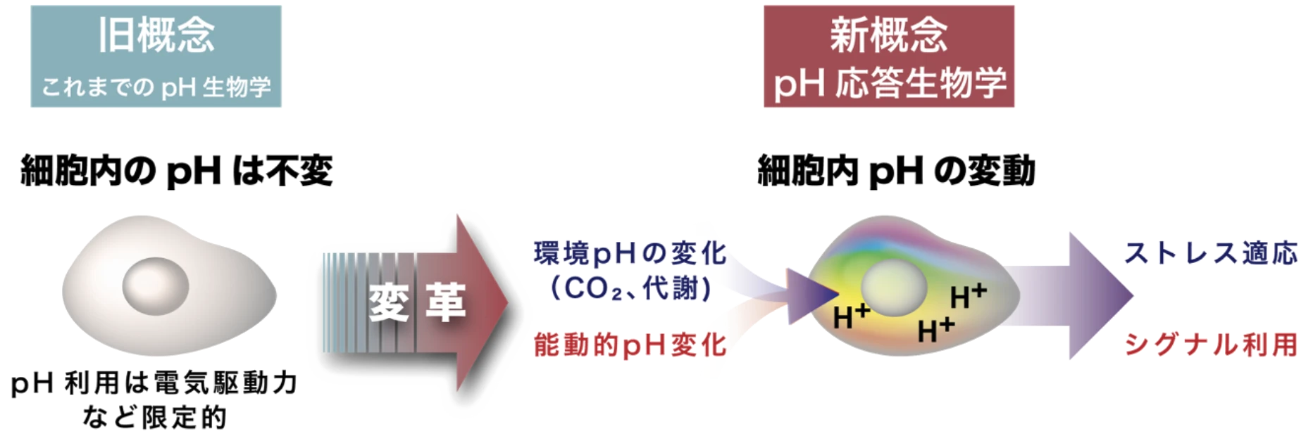 図2 本領域で変革する新しいpH生物学の概念