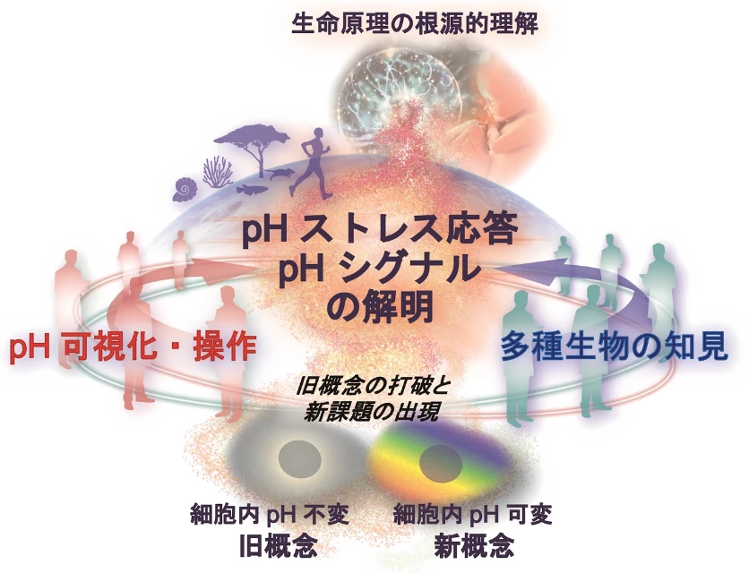 図1「pH応答生物学の確立」の全体のイメージ図