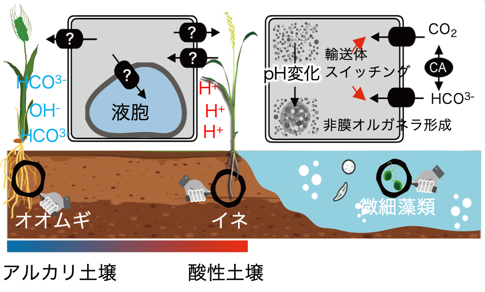 植物のpH ストレス応答機の図