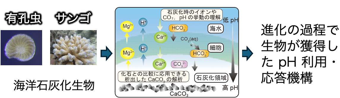 地球史から紐解く pH ストレス応答機構の図