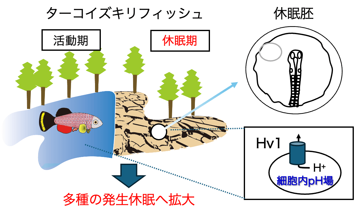 細胞内 pH シグナルを介した個体老化制御機構の解明の図