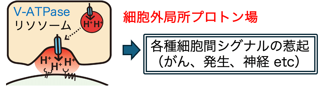 細胞外「プロトン場」によるシグナル伝達機構の図