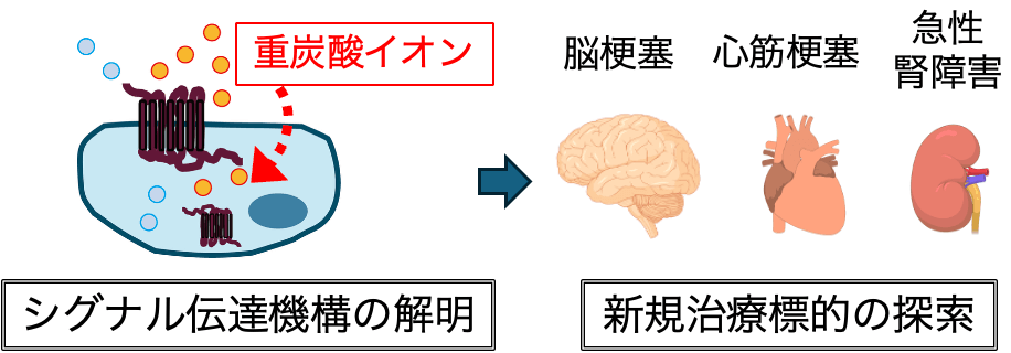 重炭酸イオン受容体の応答機構の解明と病態理解の図