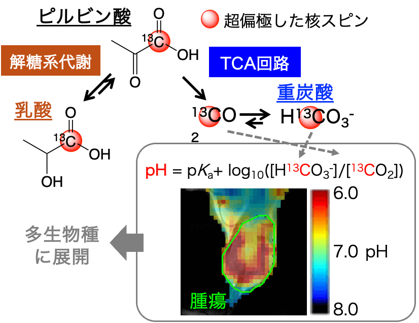 生物個体内のライブpH計測・可視化技術の開発の図