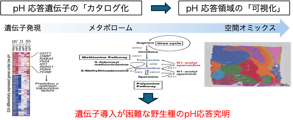 pH 関連代謝物のカタログ化および計測技術開発の図